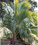 Beccariophoenix fenestralis  Window Pane or False Coconut